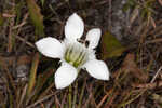 Wiregrass gentian